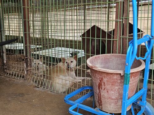 유기견 보호소 내에서 더위에 지친 유기견들