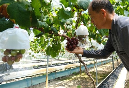 포도 살펴보는 안광성씨