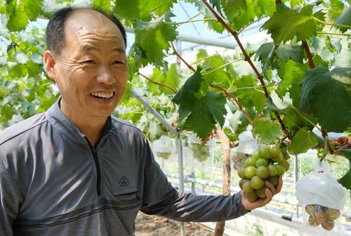 양액재배한 포도 소개하는 안광성씨