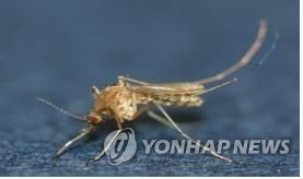 일본뇌염매개모기(작은빨간집모기)