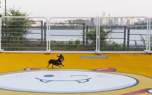 한강 조망이 가능한 마포구 반려동물 캠핑장