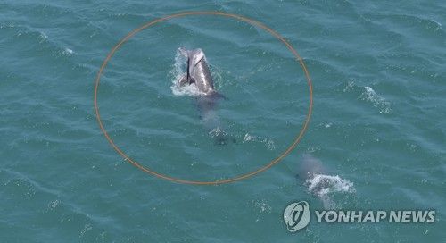 새끼 살리려고 수면 위로 들어 올리는 어미 남방큰돌고래