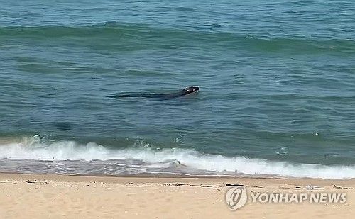 강릉 정동진에서 포착된 '멸종위기종' 물개