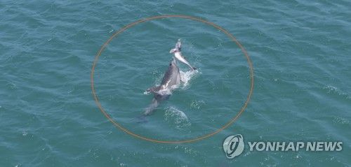 새끼 살리려고 수면 위로 들어 올리는 어미 남방큰돌고래