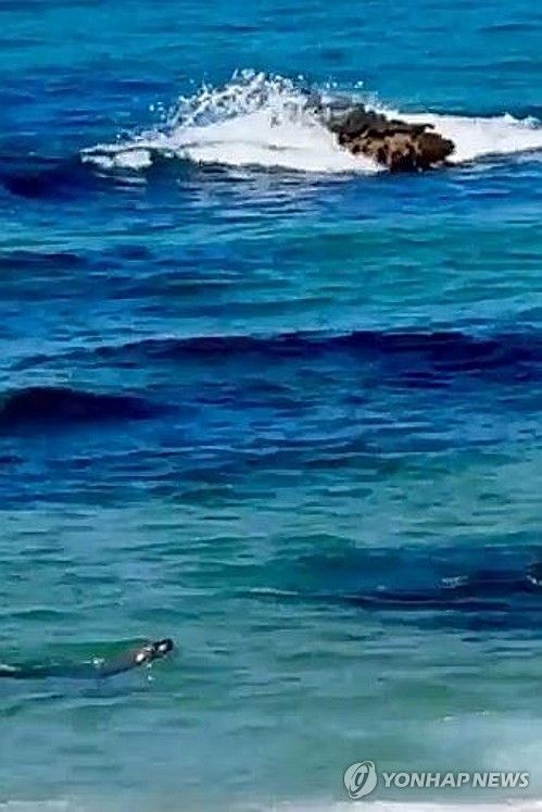 강릉 정동진에서 포착된 '멸종위기종' 물개