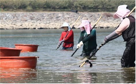 섬진강 재첩잡이 손틀어업