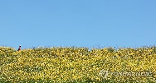 파란 하늘과 노란 금계국