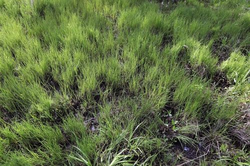 경북 봉화군서 발견된 대택사초 군락지