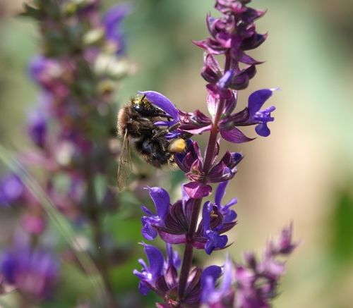 군포 초막골생태공원에서 발견된 참호박뒤영별