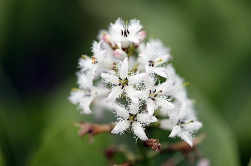 경북 봉화군 새 자생지서 개화한 조름나물 꽃