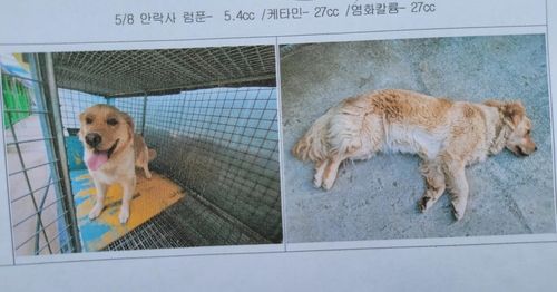 들개로 포획돼 안락사된 리트리버