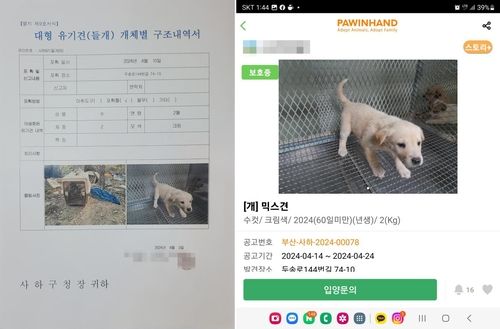 대형 유기견 개체별 구조내역서에 등록된 3개월된 강아지