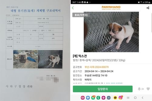 부산 사하구 대형 유기견(들개) 개체별 구조내역서와 입양 공고. 