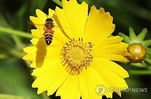 분주한 꿀벌