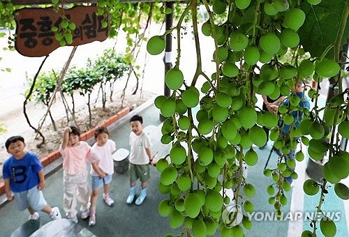 청포도 구경하는 어린이집 아이들