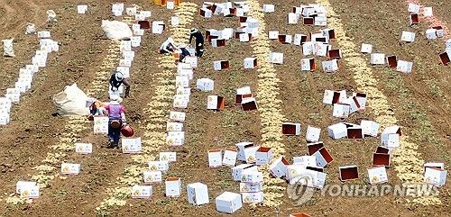 제주는 감자 수확 '한창'