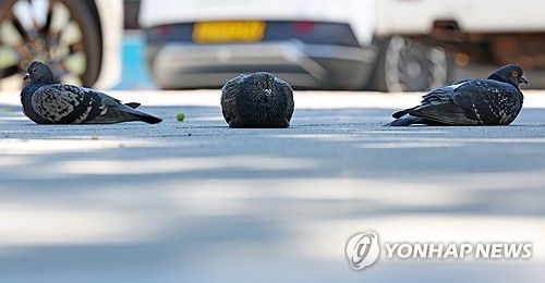 '더위에 녹아버린 비둘기?'