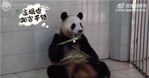 신선한 대나무 먹는 푸바오