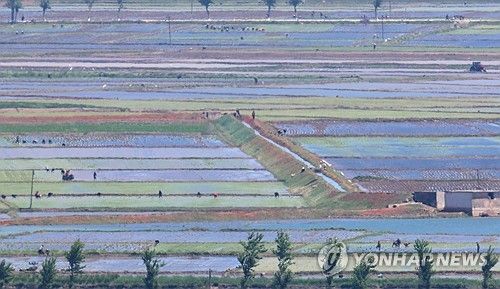 모내기로 분주한 북한 들녘