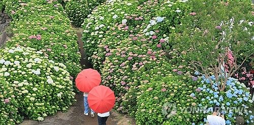 비 내리는 제주