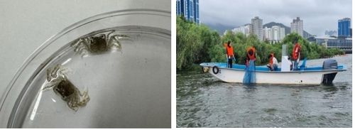 어린 동남참게 20만 마리 방류