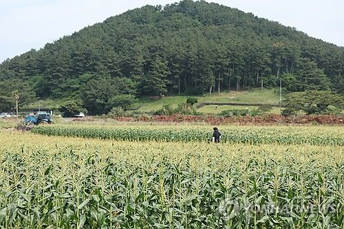 수확 앞둔 제주 초당옥수수