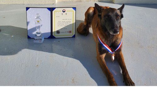 2021년 대회 입상 당시 구조견 태공의 모습