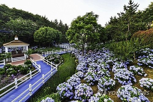 울산 남구 장생포의 수국 정원