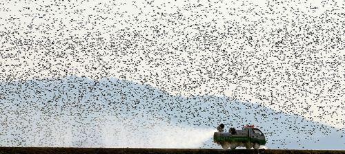 조류인플루엔자(AI) 확산 방지를 위해 축협 관계자들이 충남 서천 금강하구둑 주변 방역 활동을 하고 있다. 날고 있는 새는 가창오리. 2014년 [연합뉴스 자료사진]
