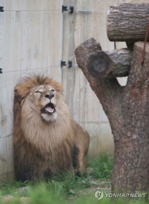 새 보금자리 청주동물원에 간 '갈비사자'