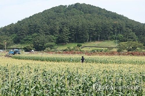 수확 앞둔 제주 초당옥수수