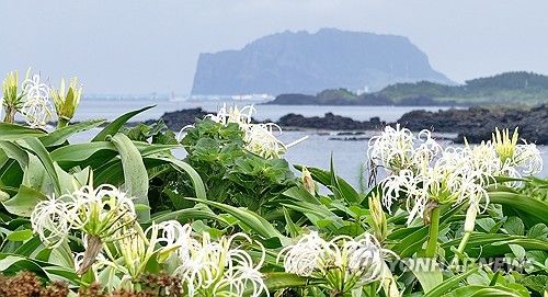 제주 토끼섬에 문주란꽃 '활짝'