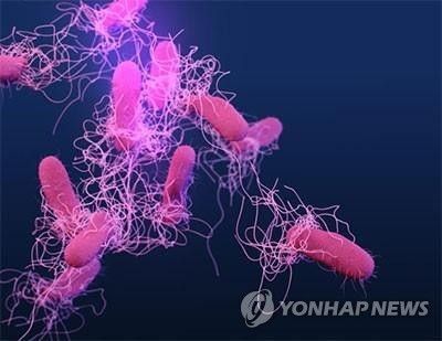살모넬라균