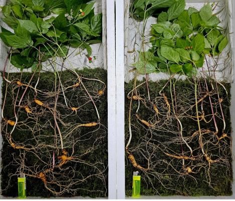 백운산서 발견된 천종산삼