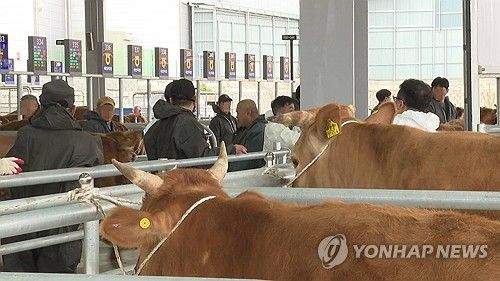 분주한 가축경매시장 ※기사와 관련 없음