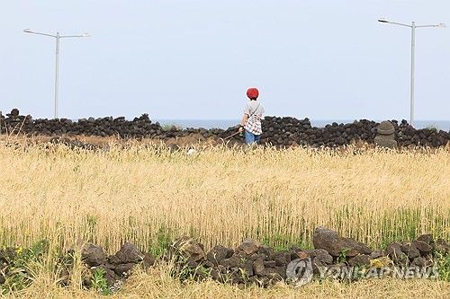 보리밭