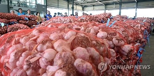 마늘 초매식
