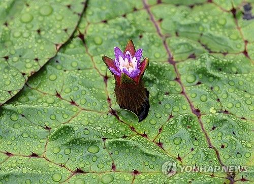 경포 가시연꽃 '활짝'