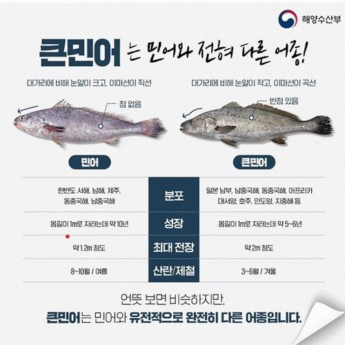 큰 민어 구별법