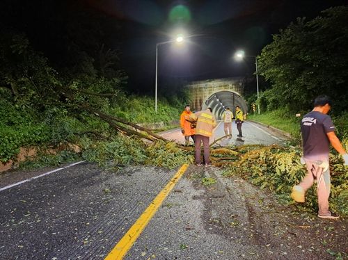 강풍에 쓰러진 나무