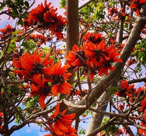 남아프리카공화국에서 유래한 에리트리나 카프라