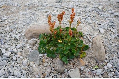 북극의 '나도수영'