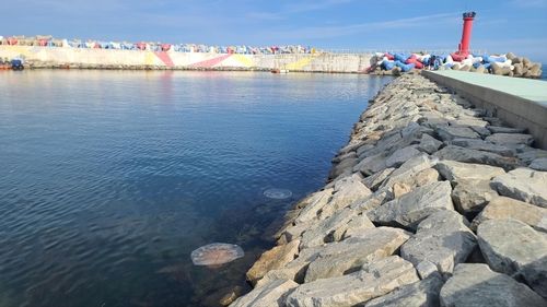 영덕 고래불해수욕장 주변에 나타난 대형 해파리