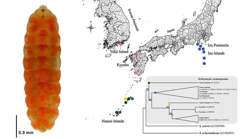 잣밤나무혹파리 애벌레와 국내외 분포도
