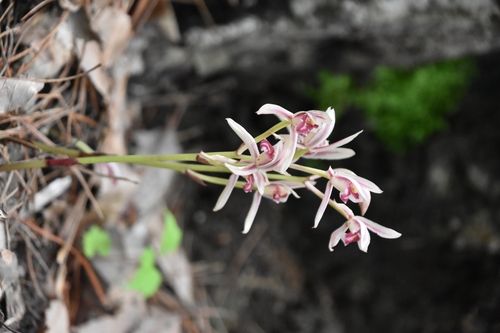 지리산에서 피어난 대흥란