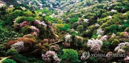 금산 산꽃마을