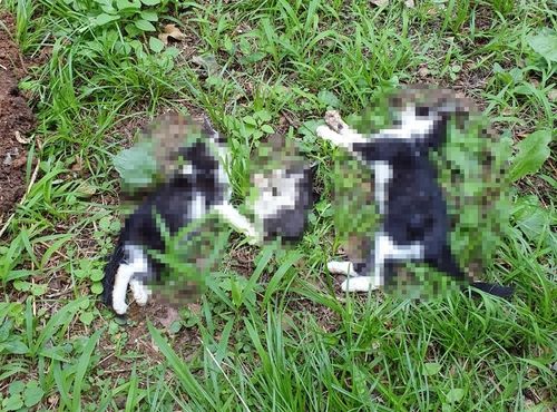 인천 아파트단지서 길고양이 4마리 사체 발견…부검 의뢰 인천 아파트단지서 길고양이 4마리 사체 발견…부검 의뢰