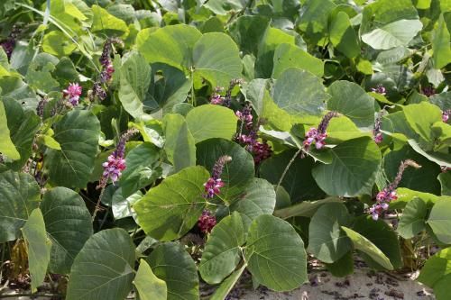 칡. [국립생물자원관 '한반도의 생물다양성' 갈무리. 재판매 및 DB 금지]