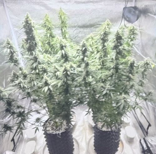 텐트에서 재배 중인 대마
