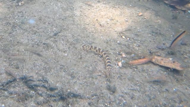 지난달 전북 부안군 백천에서 포착된 부안종개. [국립공원공단 제공. 재판매 및 DB 금지]